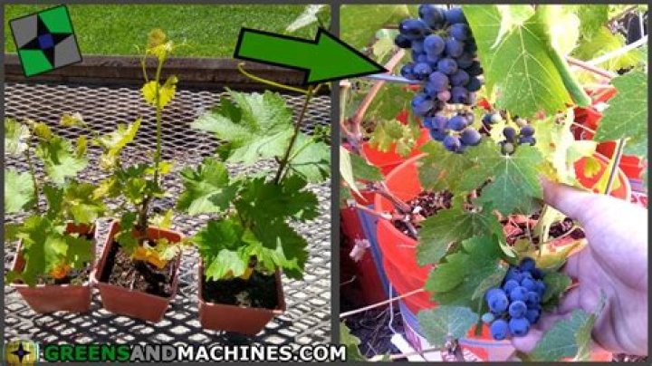 How long after planting grapes do they produce?