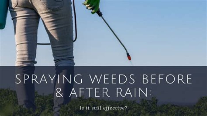 How long after spraying weeds do they die?