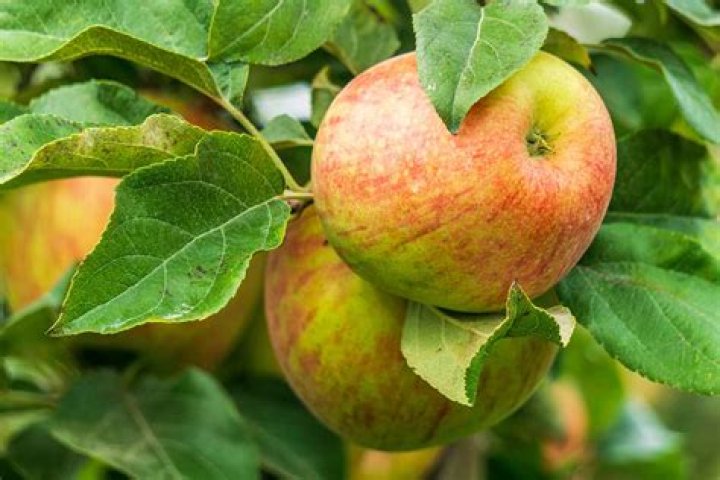How long are Honeycrisp apples good for?