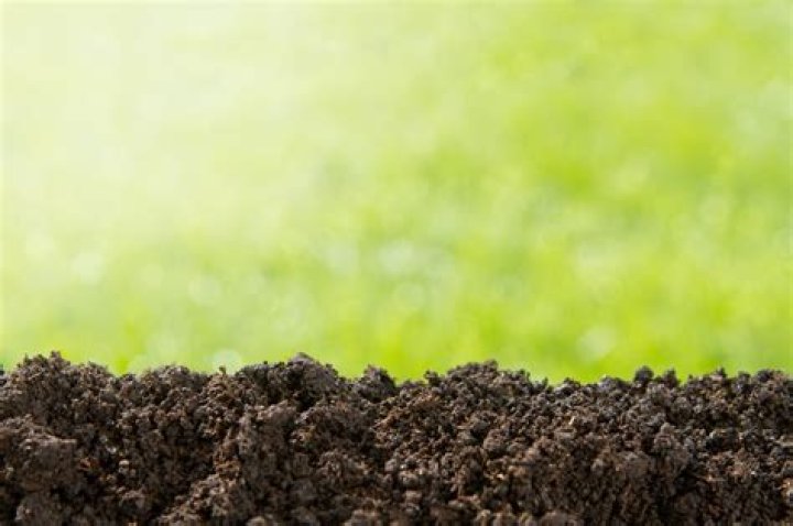 How long can whipworms live in soil?