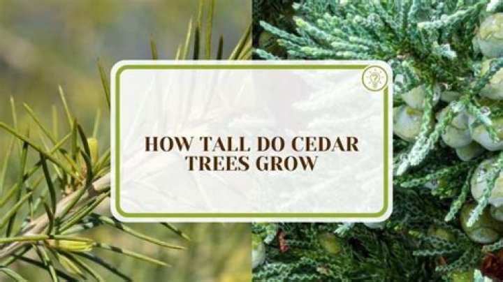 How long do cedar trees mature?
