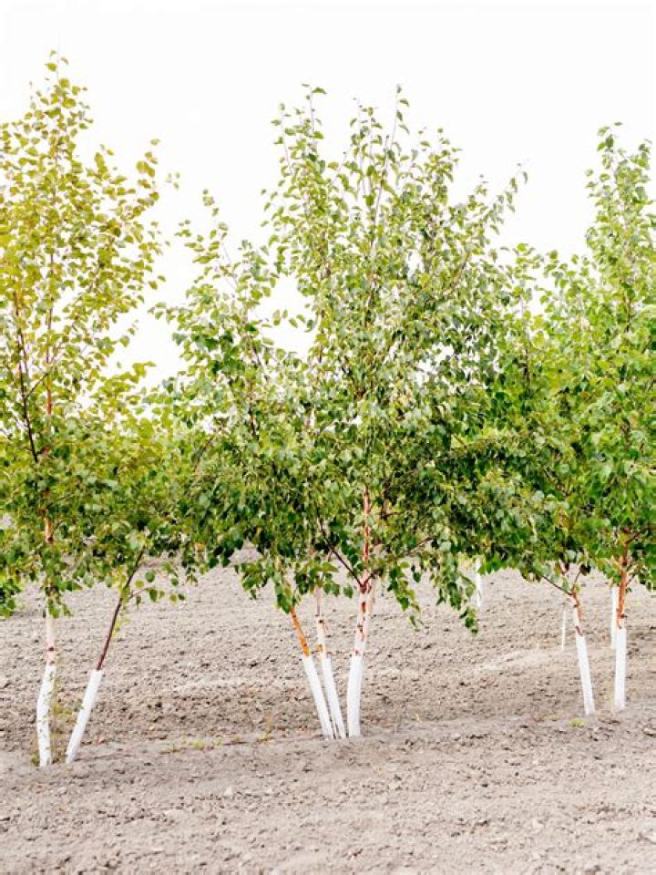 How long do clump birch trees last?