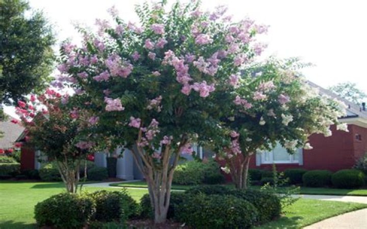 How long do crepe myrtle trees last?