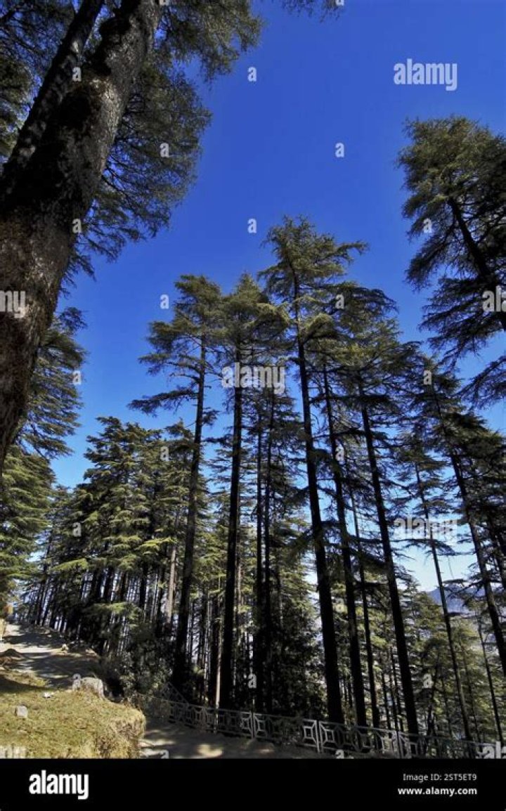 How long do deodar trees live?