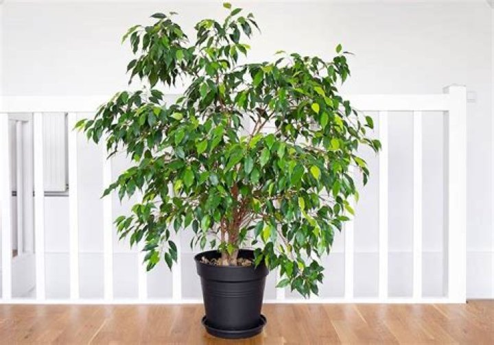 How long do Ficus benjamina trees live?