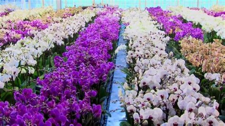 How long do Just Add Ice orchids last?