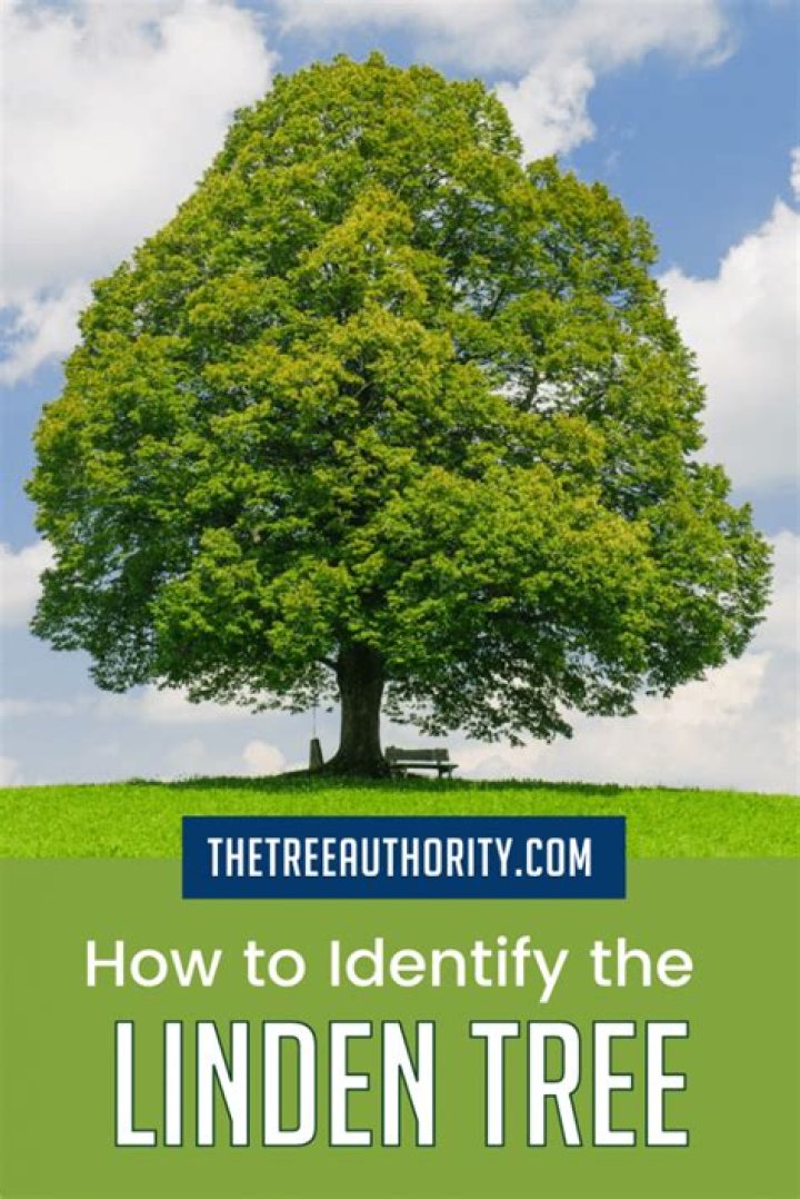 How long do linden trees last?