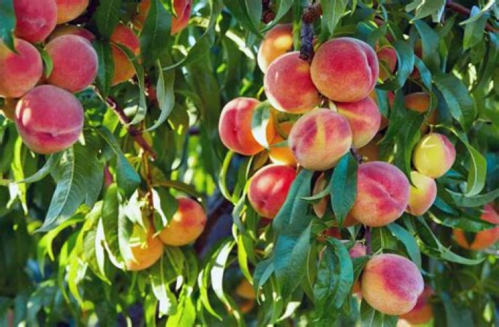 How long do nectarines trees live?