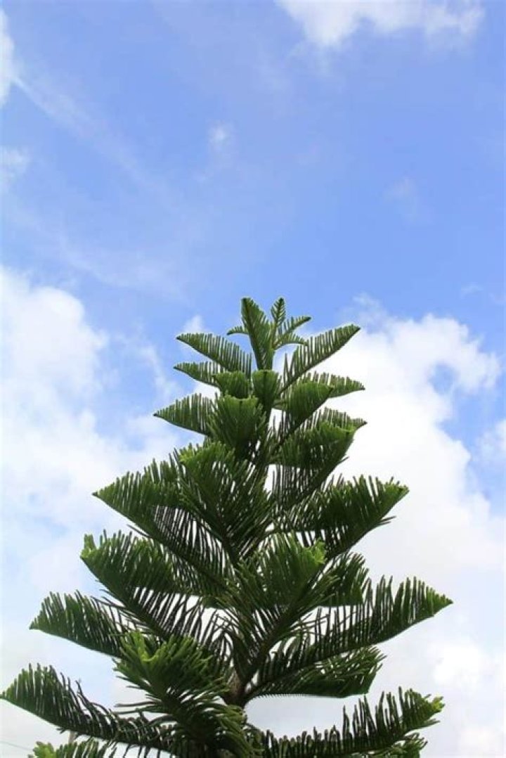How long do Norfolk Island pines live?
