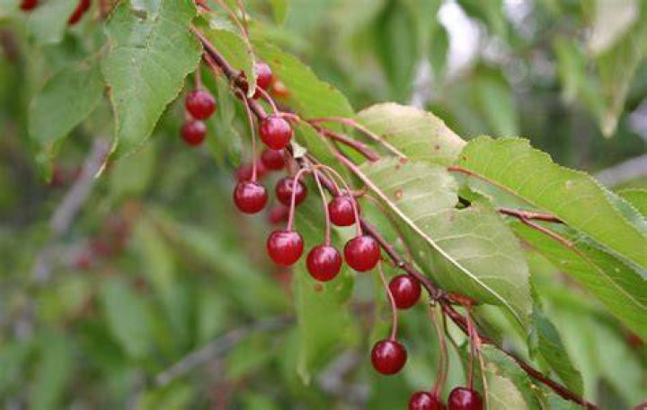 How long do pin cherry trees live?