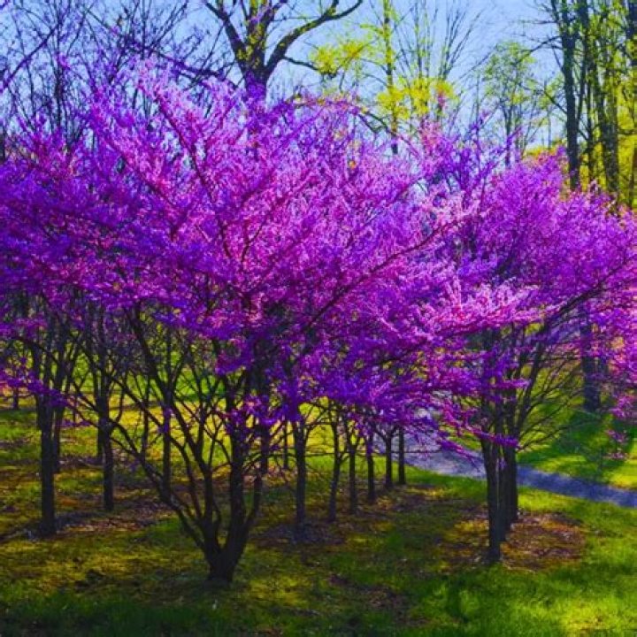 How long do redbud trees live?