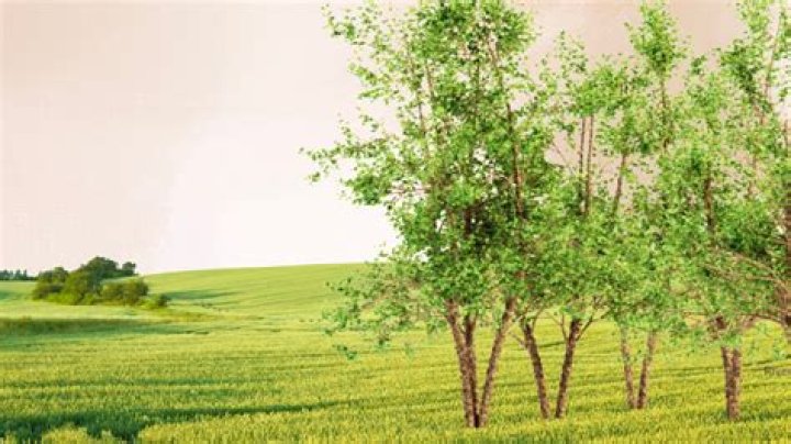 How long do river birch trees last?