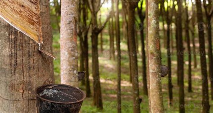 How long do rubber trees produce latex?