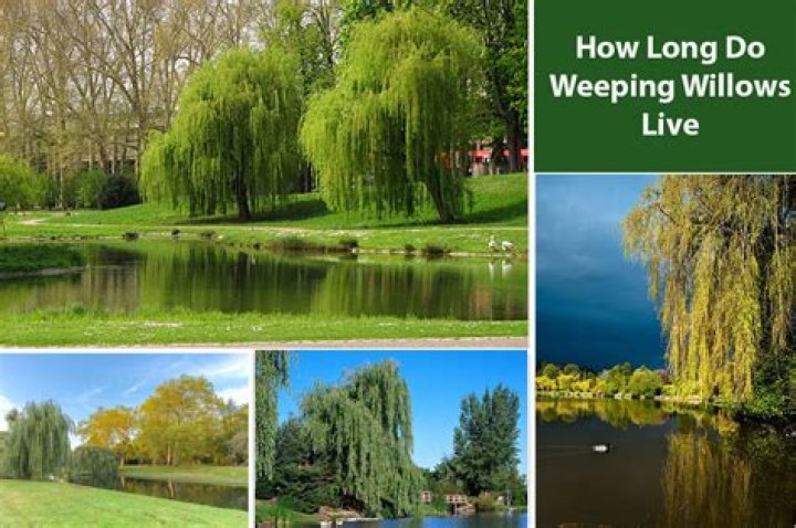 How long do weeping willow trees live?