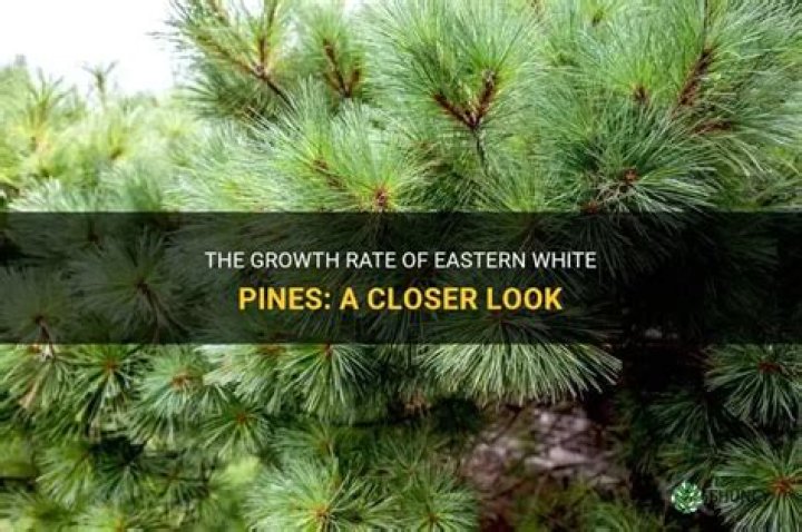 How long do white pines last?