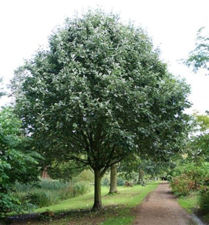 How long do whitebeam trees live?