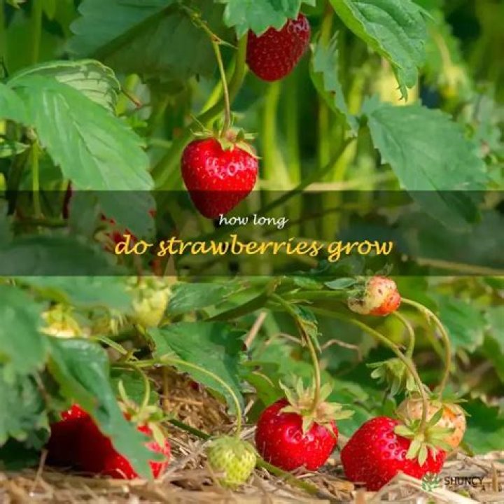 How long do wild strawberries last?
