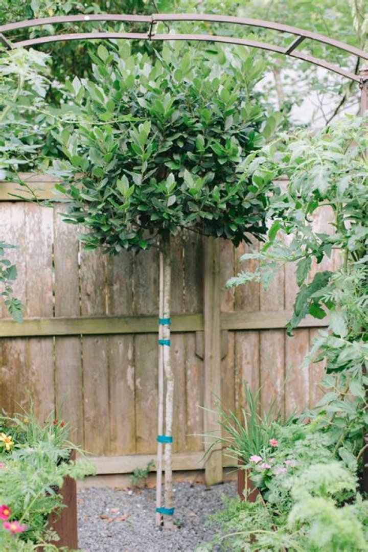 How long does a bay leaf tree take to grow?