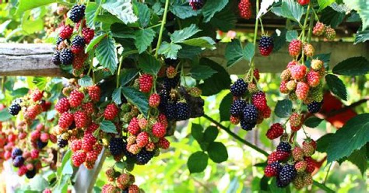 How long does a blackberry plant last?