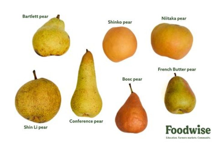 How long does a Bradford pear last?