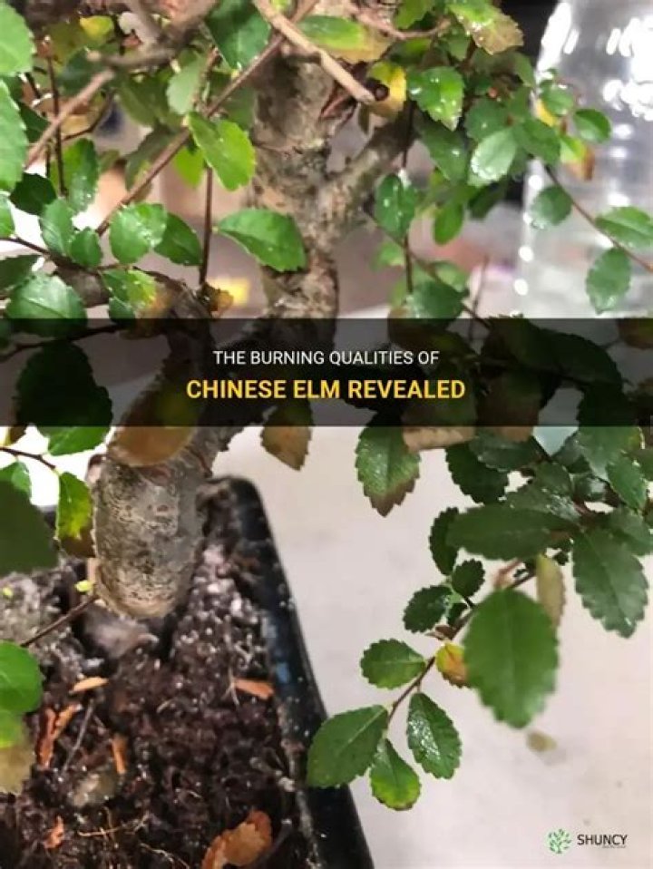 How long does a Chinese elm last?