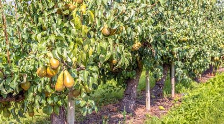 How long does a conference pear tree take to grow?