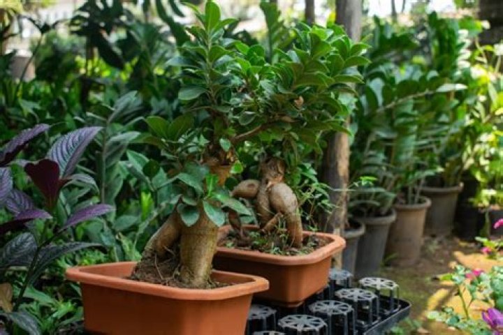 How long does a ficus tree live?
