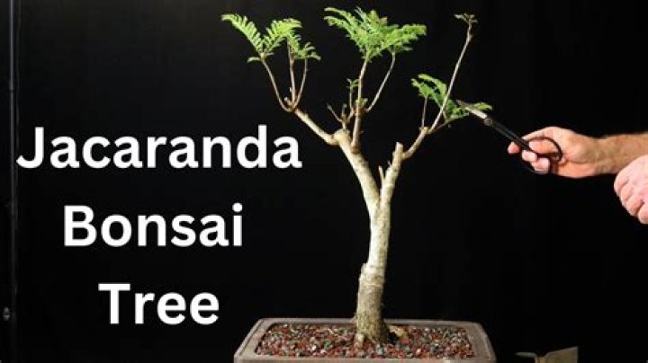 How long does a jacaranda tree take to mature?