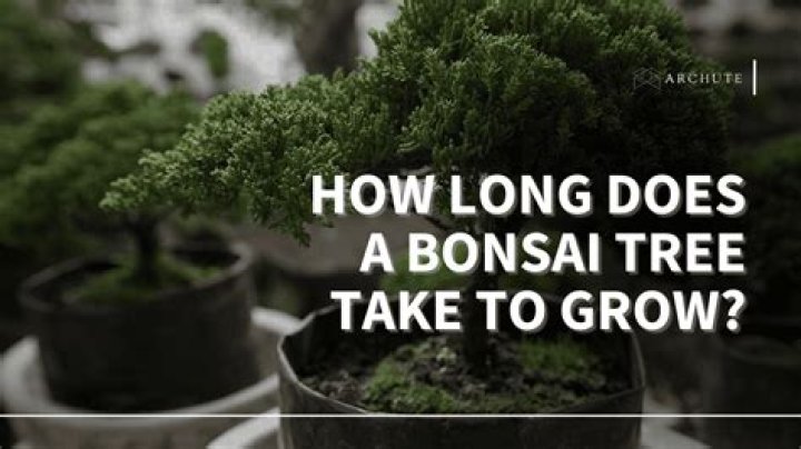 How long does a mini bonsai tree take to grow?