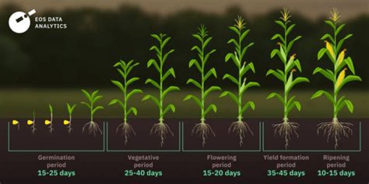 How long does a Scotch pine take to grow?