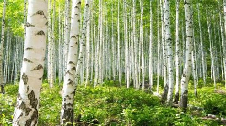 How long does a silver birch last?
