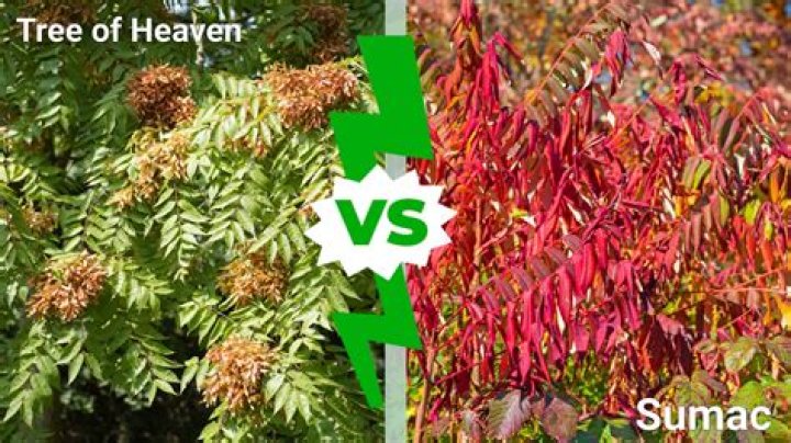 How long does a staghorn sumac tree live?