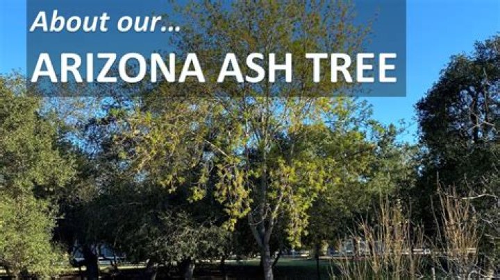 How long does an Arizona ash tree live?