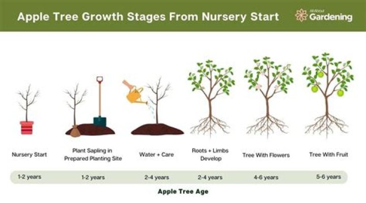 How long does an ash tree take to grow?