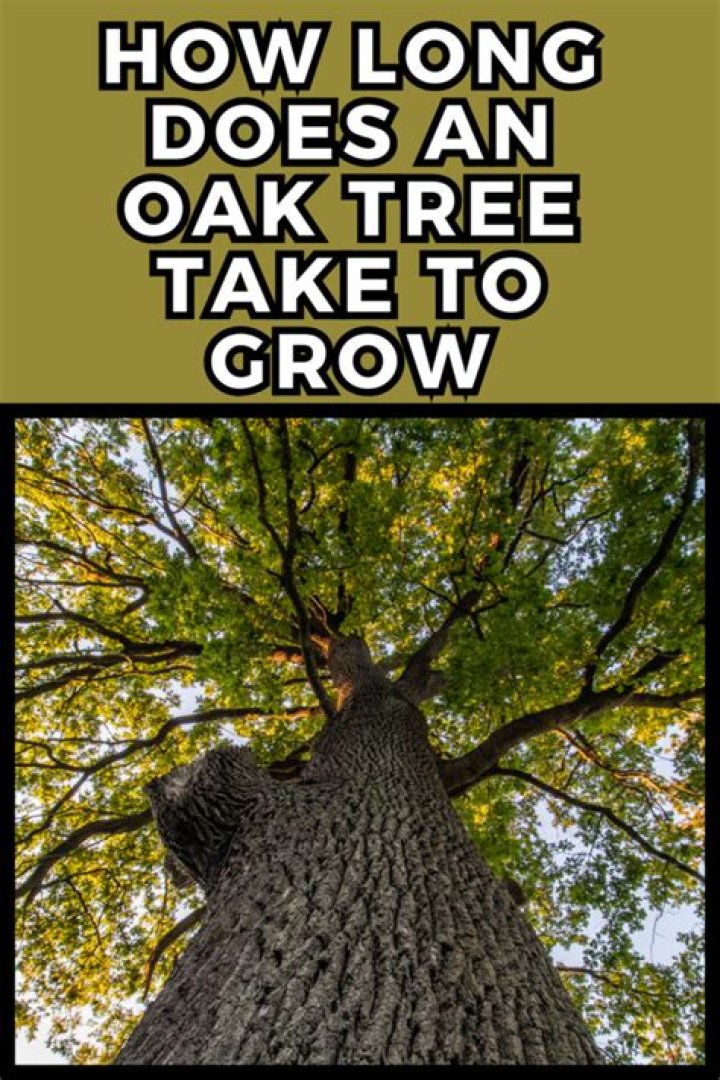 How long does an average oak tree take to grow?