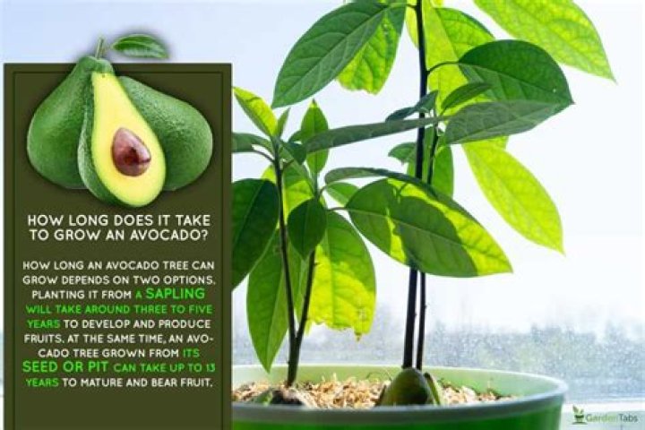 How long does an avocado graft take to heal?
