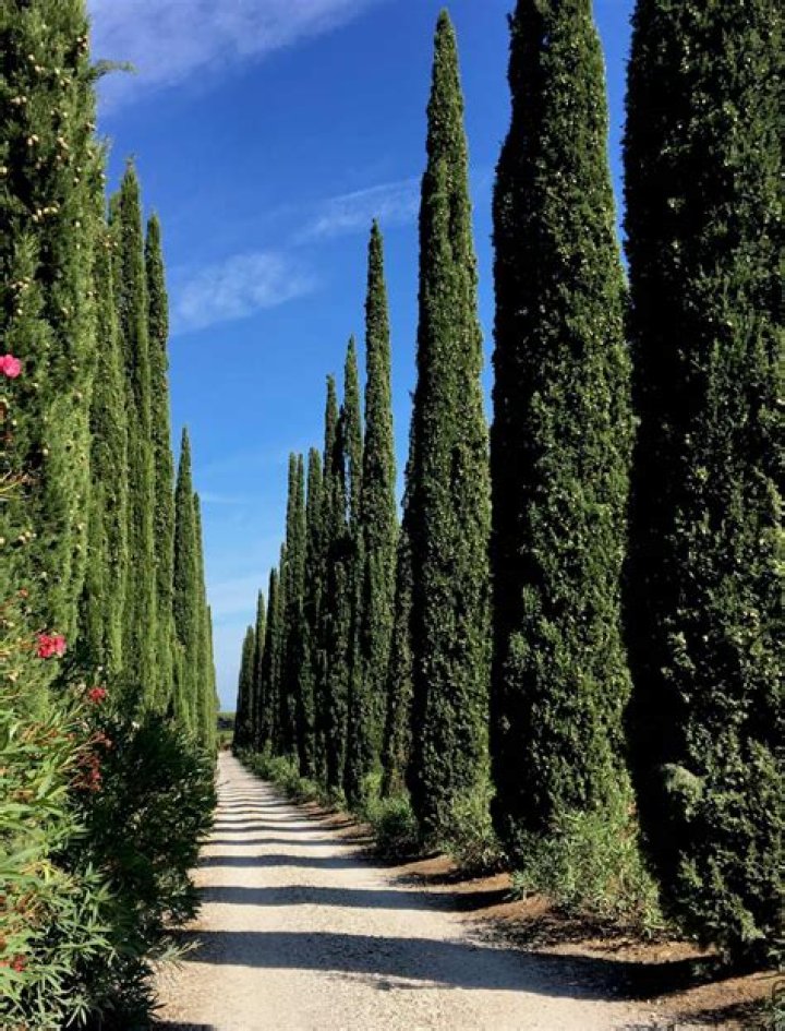 How long does cypress take to mature?