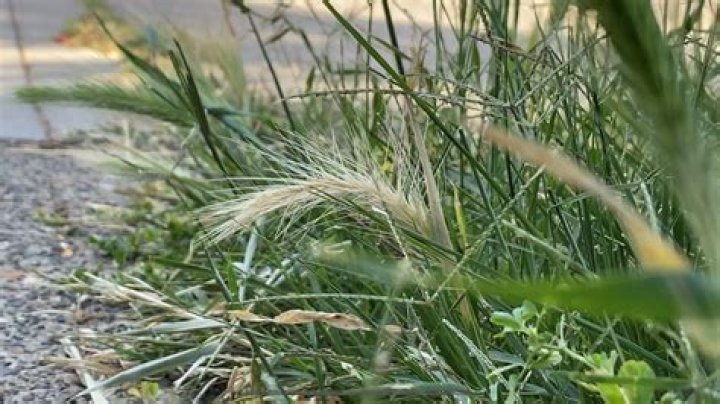 How long does foxtail palm take to grow?