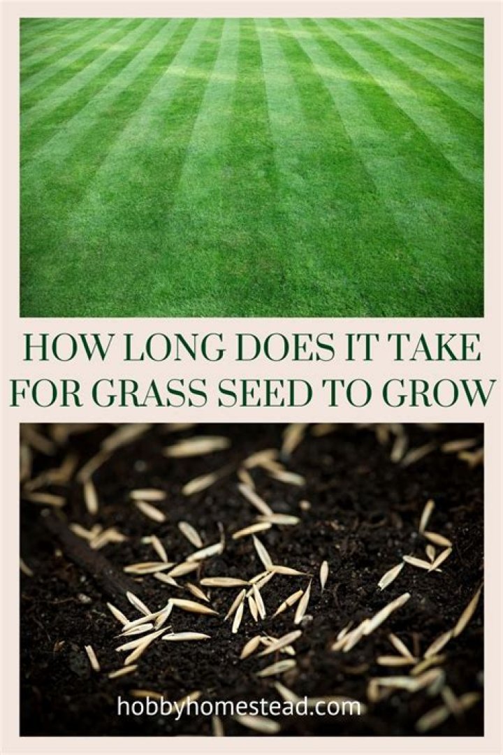 How long does grass seed last for?