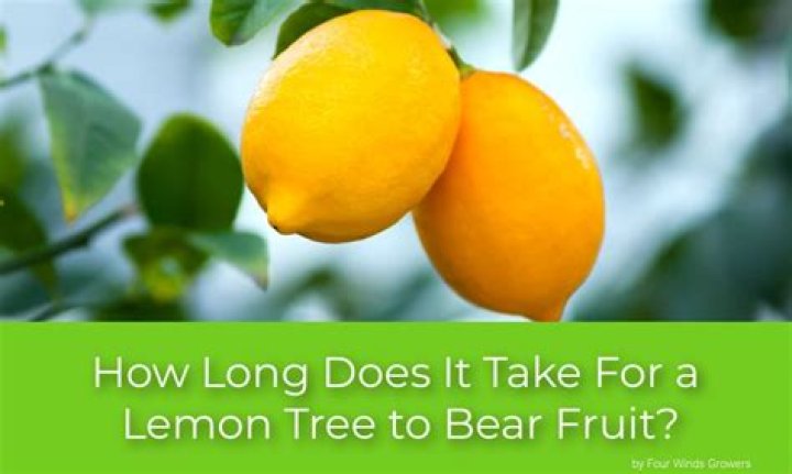 How long does it take a Meyer lemon tree to mature?