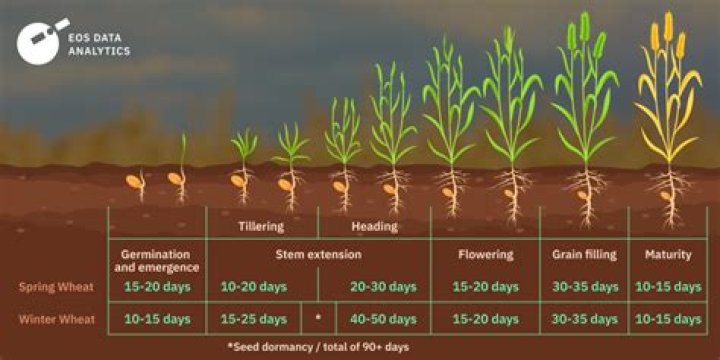 How long does it take a northern red oak tree seedling to mature?