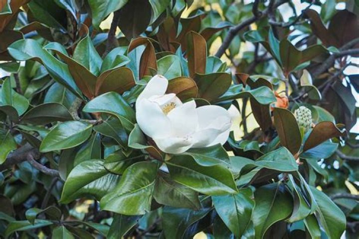 How long does it take a southern magnolia tree to grow?