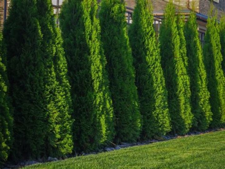 How long does it take emerald green arborvitae trees to grow?