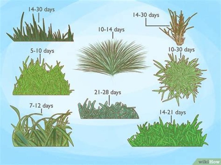 How long does it take for 3 inches of grass to grow?