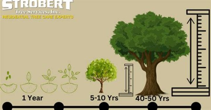 How long does it take for a Bay Laurel tree to grow?