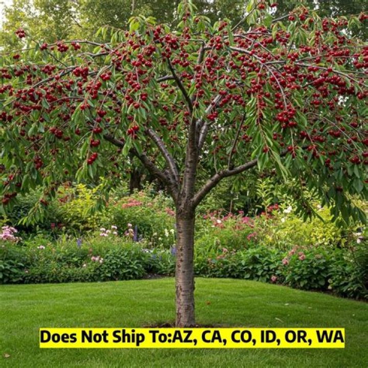 How long does it take for a Bing cherry tree to produce cherries?