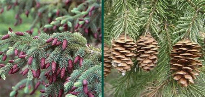 How long does it take for a Black Hills spruce to grow?
