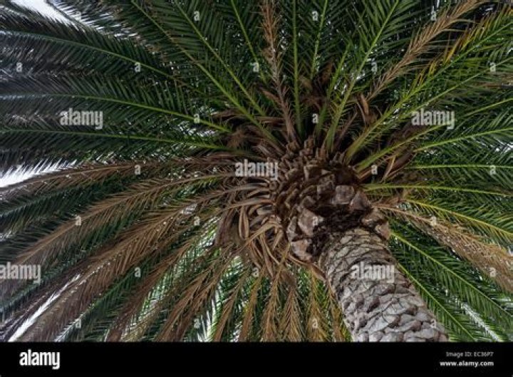 How long does it take for a Canary Island date palm to grow?