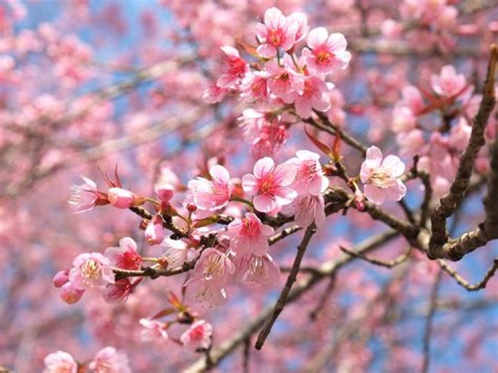 How long does it take for a cherry blossom tree to grow?