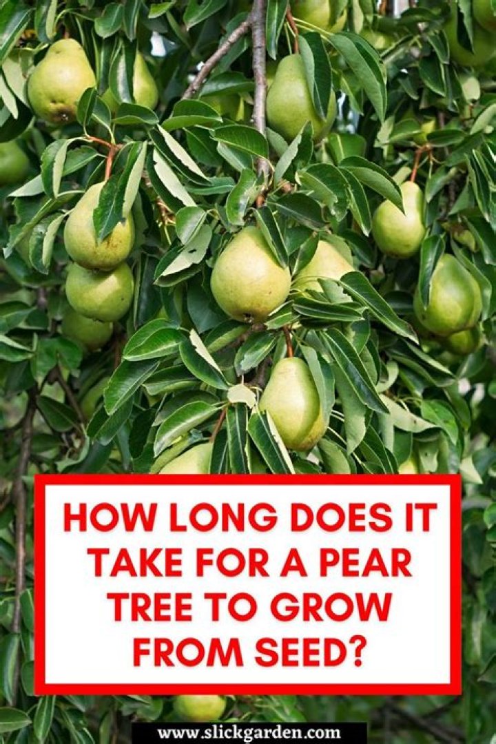 How long does it take for a Cleveland pear tree to grow?